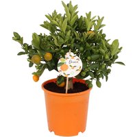 Citrus Microcarpa Calamondin Oriana House Plant - 19.5cm
Citrus Microcarpa Calamondin Oriana House Plant - 19.5cm
