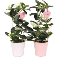 Mother's Day Collection Stephanotis Cylinderin Ceramic Pot - 13cm
Mother's Day Collection Stephanotis Cylinderin Ceramic Pot - 13cm