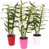 Mother's Day Collection Dendrobium 2T Nobile in plastic pot 12cm
Mother's Day Collection Dendrobium 2T Nobile in plastic pot 12cm