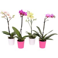 Mother's Day Collection Phalaenopsis in Plastic Pot - 9cm
Mother's Day Collection Phalaenopsis in Plastic Pot - 9cm