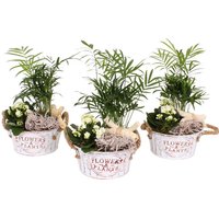 Mother's Day Collection Plant Mix in Zinc Basket - 17cm
Mother's Day Collection Plant Mix in Zinc Basket - 17cm