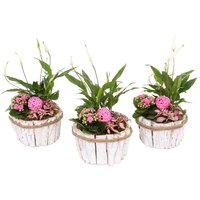 Mother's Day Collection Arrangement in Bark Pot - 17cm
Mother's Day Collection Arrangement in Bark Pot - 17cm