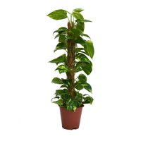 Scindapsus (Devils Ivy) 80cm Mosspole - Pot Size 19cm
Scindapsus (Devils Ivy) 80cm Mosspole - Pot Size 19cm