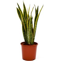 Sanserveria (Mother-in-Law's Tongue) - 17cm
Sanserveria (Mother-in-Law's Tongue) - 17cm