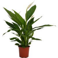 Spathiphyllum (Peace Lily) House Plant - 17cm
Spathiphyllum (Peace Lily) House Plant - 17cm