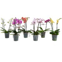 Phalaenopsis (Moth Orchid) Multiflowered with 2/3 stems - Pot Size 12cm
Phalaenopsis (Moth Orchid) Multiflowered with 2/3 stems - Pot Size 12cm