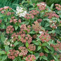 Viburnum Tinus 23cm
Viburnum Tinus 23cm