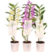 Dendrobium Nobile Mix
Dendrobium Nobile Mix