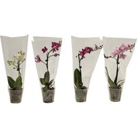 Phalaenopsis 1 Spike
Phalaenopsis 1 Spike