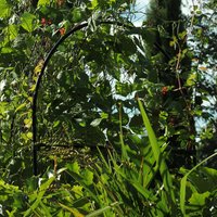 Agriframes Round Garden Screen - 90cm x 1.5m - Black
Agriframes Round Garden Screen - 90cm x 1.5m - Black