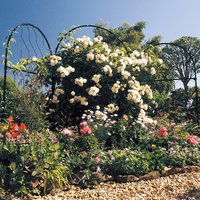 Agriframes Round Garden Screen - 1.2m x 2.9m - Black
Agriframes Round Garden Screen - 1.2m x 2.9m - Black