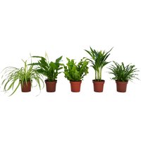 Air So Pure Houseplant Mix 12cm
Air So Pure Houseplant Mix 12cm