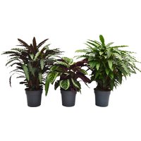 Calathea Houseplant Mix (Prayer Plant) 27cm
Calathea Houseplant Mix (Prayer Plant) 27cm