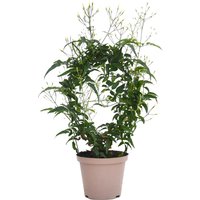 Jasminum polyanthum (Jasmin Hoop) - 12cm
Jasminum polyanthum (Jasmin Hoop) - 12cm