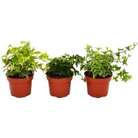 Ivy (Multiple Options Available)
Ivy (Multiple Options Available)