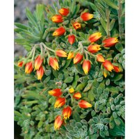 Echeveria mix 10.5cm
Echeveria mix 10.5cm