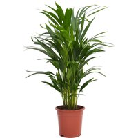 Areca Palm Dypsis lutescens (Butterfly or Golden Palm) in 17cm Pot
Areca Palm Dypsis lutescens (Butterfly or Golden Palm) in 17cm Pot