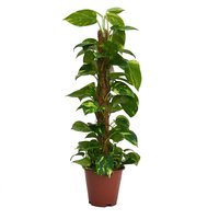 Scindapsus (Devils Ivy) 80cm Mosspole - Pot Size 19cm
Scindapsus (Devils Ivy) 80cm Mosspole - Pot Size 19cm