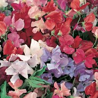 Sweet Pea Mix - 9cm
Sweet Pea Mix - 9cm