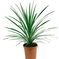 Cordyline australis 'Verde' (Cordyline 'Verde') 17cm
Cordyline australis 'Verde' (Cordyline 'Verde') 17cm
