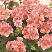 Geranium Pink 13cm
Geranium Pink 13cm