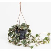 Ceropegia Woodii (String of Hearts) in Hanging Basket
Ceropegia Woodii (String of Hearts) in Hanging Basket