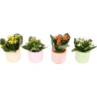 Kalanchoe Mix
Kalanchoe Mix