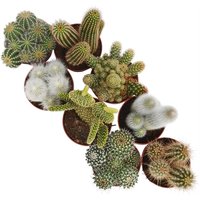 Cactus Mix 12cm
Cactus Mix 12cm