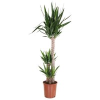 Yucca Houseplant- 24cm
Yucca Houseplant- 24cm