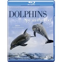 Dolphins Spy in the Pod 
Dolphins Spy in the Pod