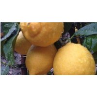 Hotel Panorama Ristorante.