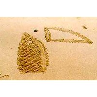 Turtle on the Beach.