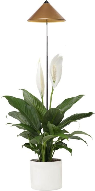 Parus by Venso SUNLiTE 7W led Vollspektrum Pflanzenlampe Kupfer, Indoor Plants Pflanzen Beleuchtung, mit ausziehbarem Te...