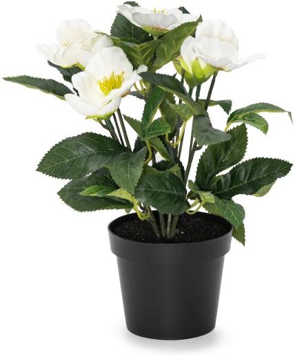 Christrosenbusch 30cm weiß