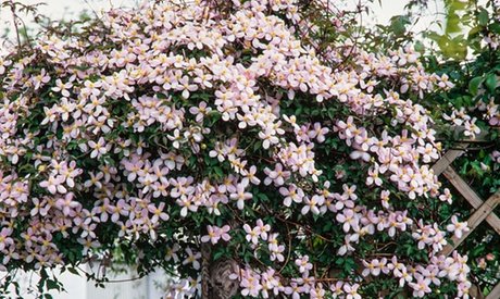 3er-Set Berg-Waldrebe: Mayleen