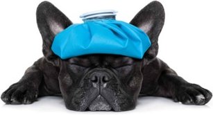 Futtermittel-Unverträglichkeiten: „Katze“ inkl. Labor-Einzel-Analyse für 2 Tiere