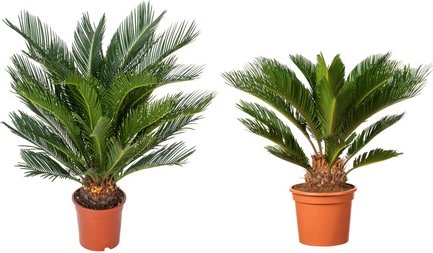 Japanischer Sagopalmfarn: 1 / 50-70 cm