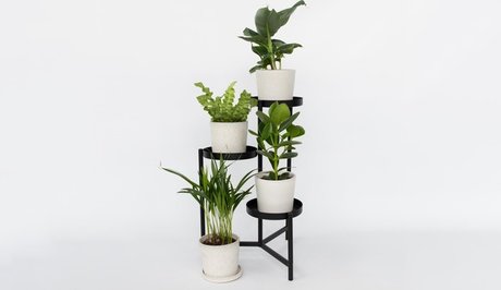 4er-Set Zimmerpflanzen – Areca Asplenium Clusia & Musa