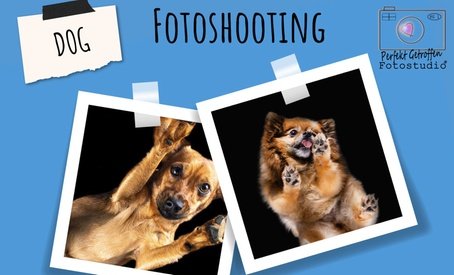 From Below Photo - Fotoshooting für Hunde