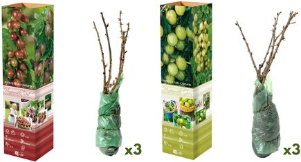 Stachelbeeren: 6er-Set / 3x rote und 3x grüne Stachelbeeren