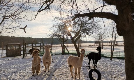 Für bis zu 6 Personen: 1 5 Std. Schnuppertour: Alpaka und Lamawanderung