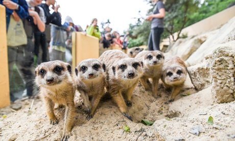 1x Tageskarte für 1 Erwachsenen + bis zu 2 Kinder (bis 15 Jahre) inkl. 2x Ziegenfutter