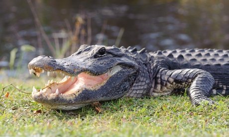 Für 4 Personen: Tageskarte im Reptilien Zoo