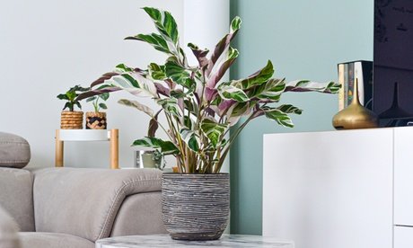 Korbmarante Fusion White (Calathea): 2