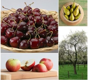 3x XXL-Obstbäume Apfel Birne und Kirsche