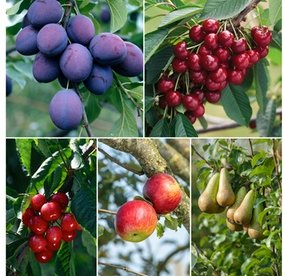 5er-Set Obstbäume: Apfel Birne Süßkirsche Sauerkirsche und Pflaume