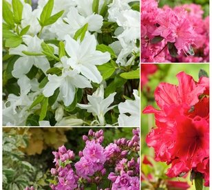 Azaleen: Lila rot. Pink und Weiß / 4er-Set