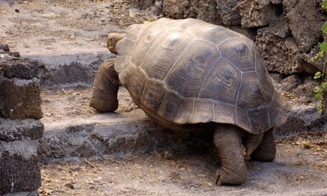 Für 1 Person: Tageskarte für den Schildkröten Und Reptilienzoo Neu Ulm