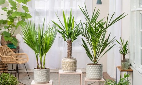 3er- oder 6er-Set Zimmerpalmen: 6
