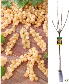 2er-Set weiße Johannisbeerpflanzen Witte Parel